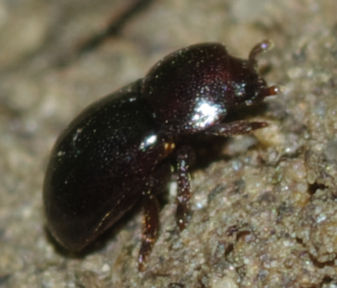 Coleottero - Thorictus sp. (Dermestidae)